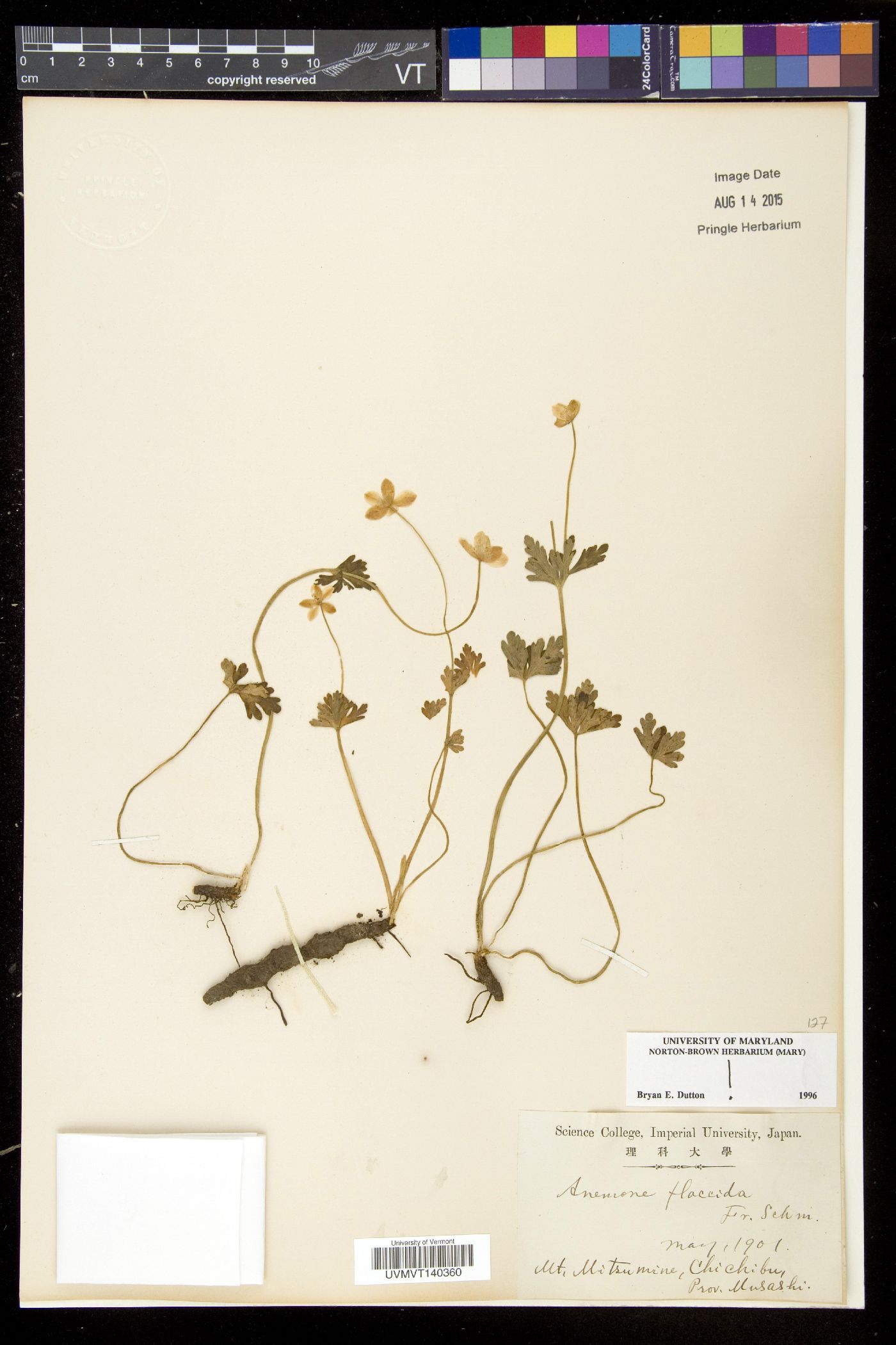 Anemonastrum flaccidum image