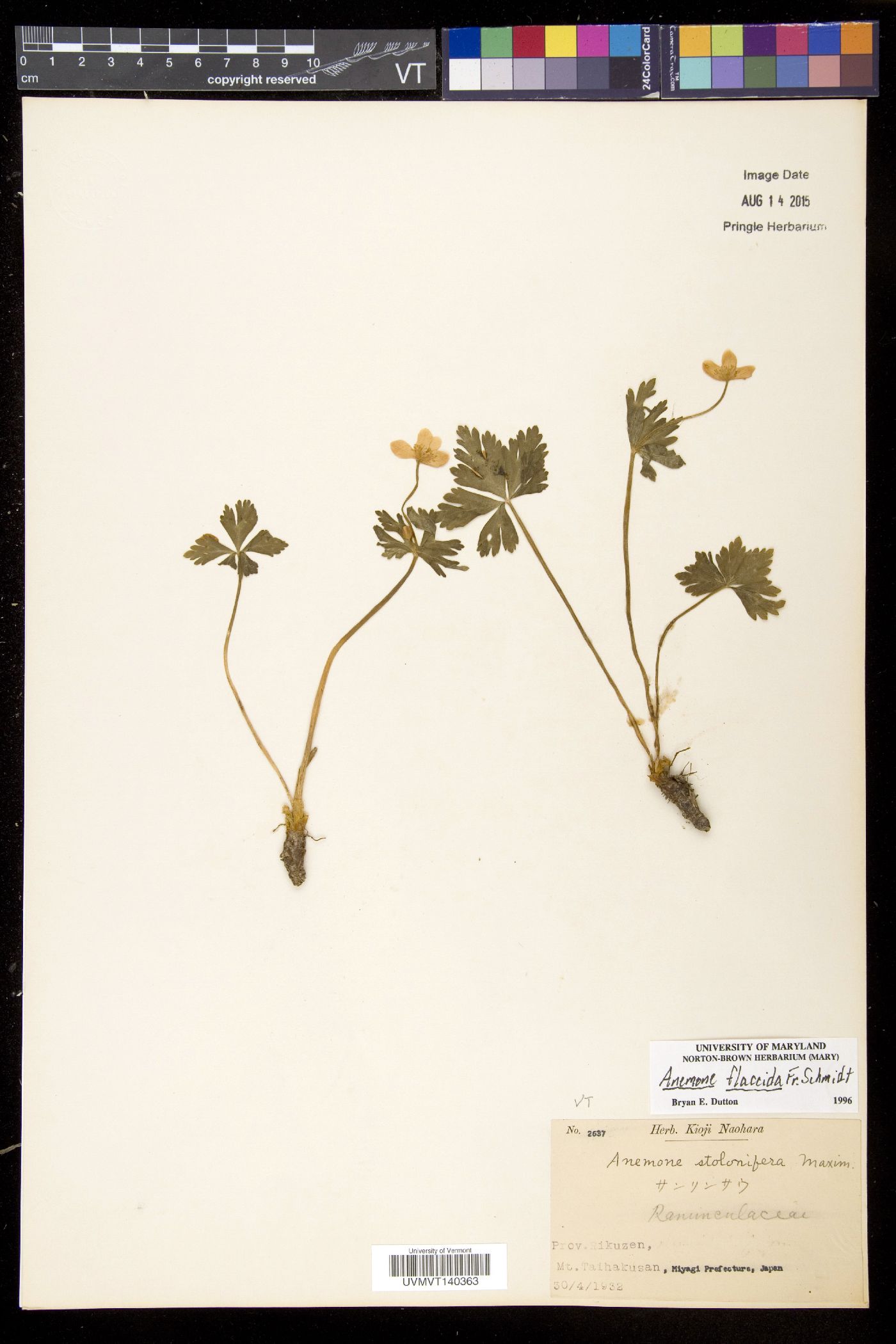 Anemonastrum flaccidum image