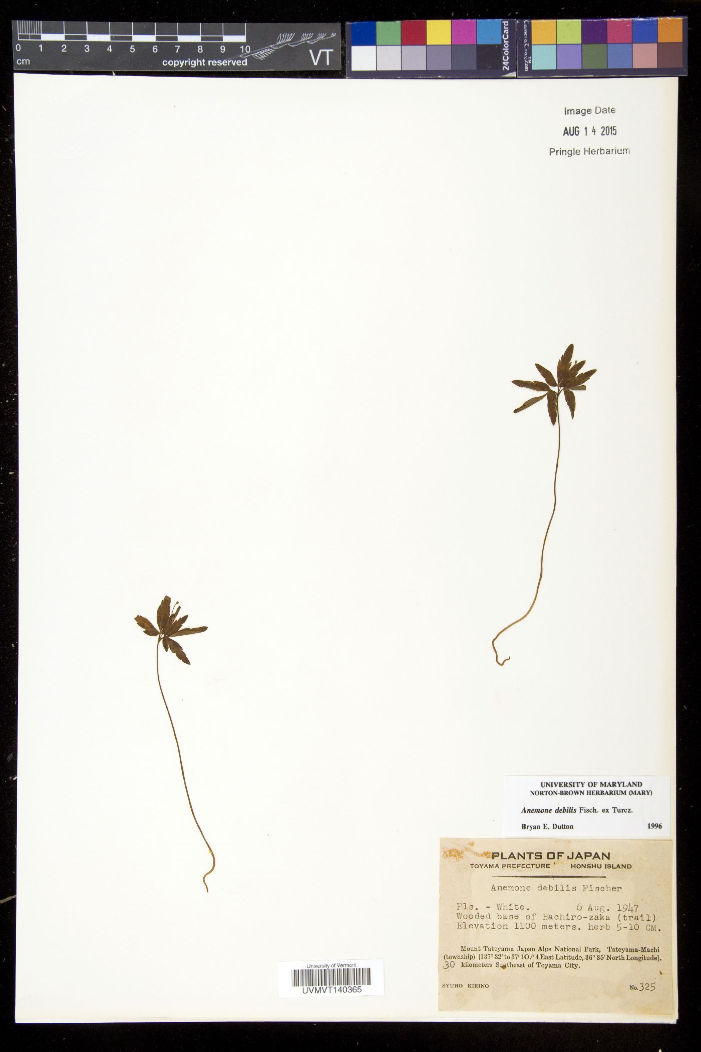 Anemone debilis image