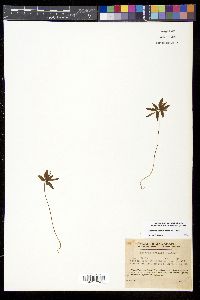 Image of Anemone debilis