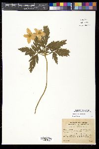 Anemone nikoensis image