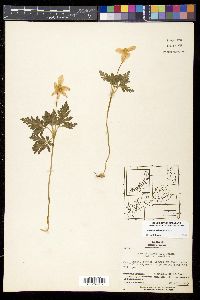 Anemone nikoensis image