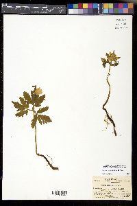 Anemone pseudoaltaica image