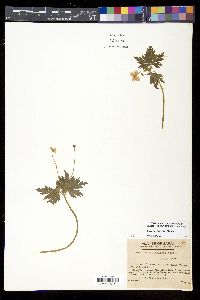 Anemone stolonifera image