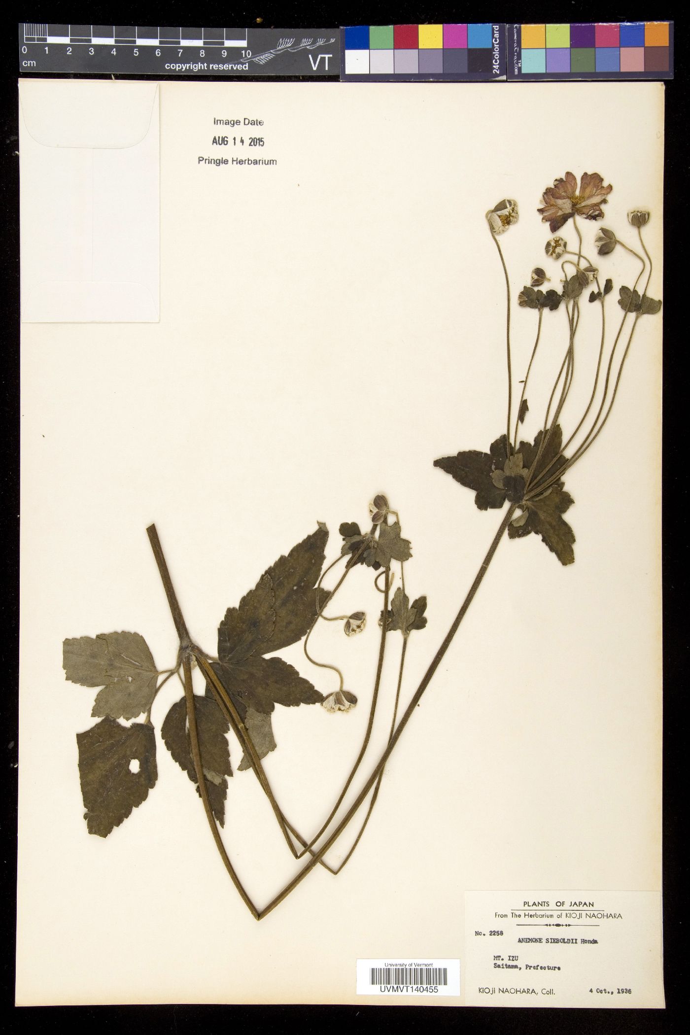 Eriocapitella × hybrida image
