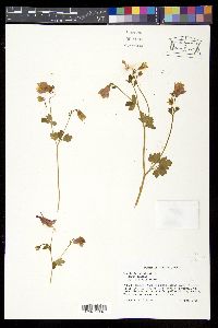 Aquilegia canadensis image