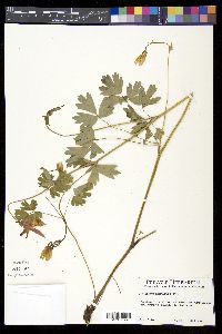 Aquilegia formosa image