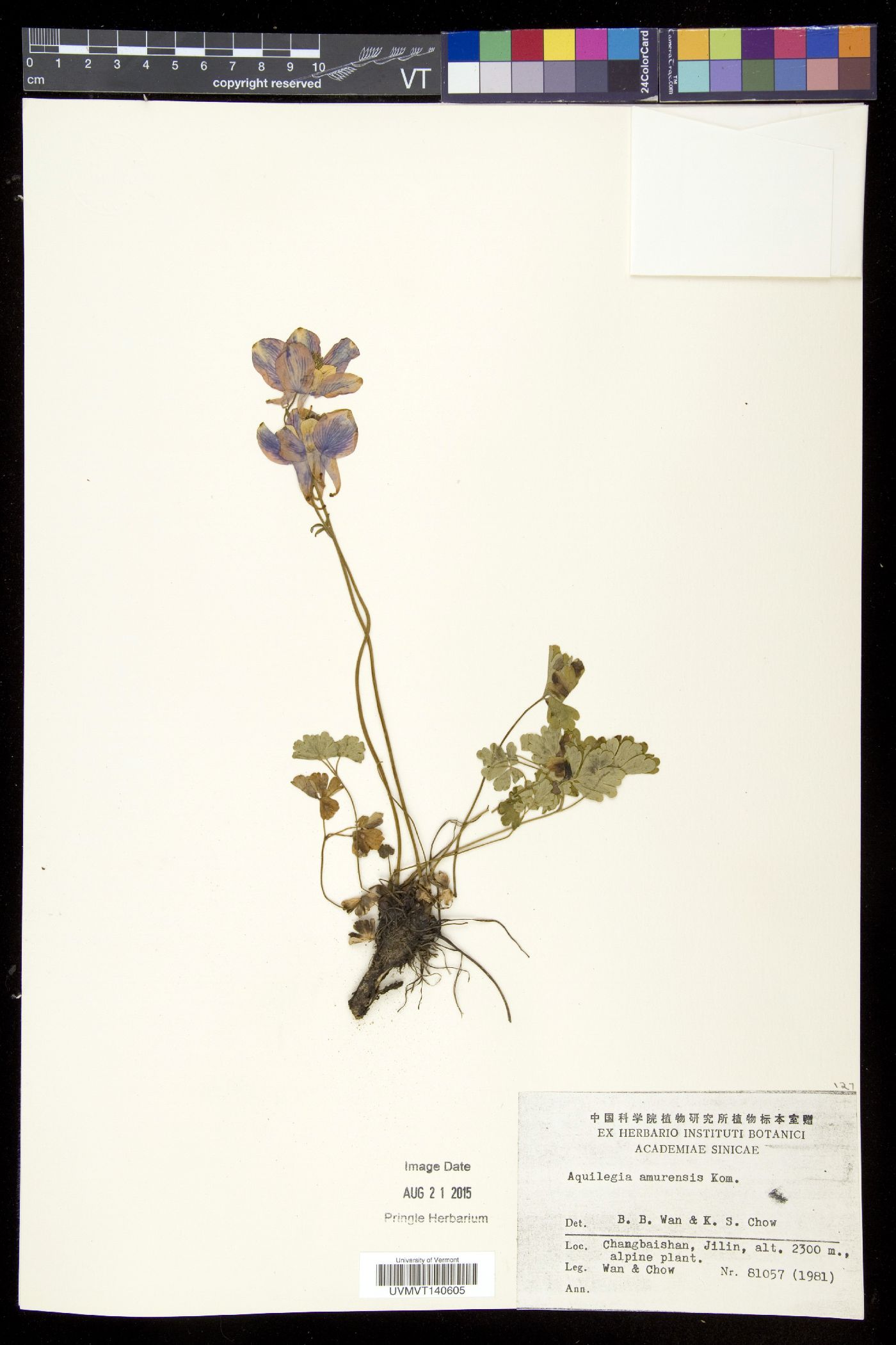 Aquilegia flabellata image