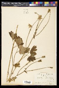 Image of Aquilegia glandulosa