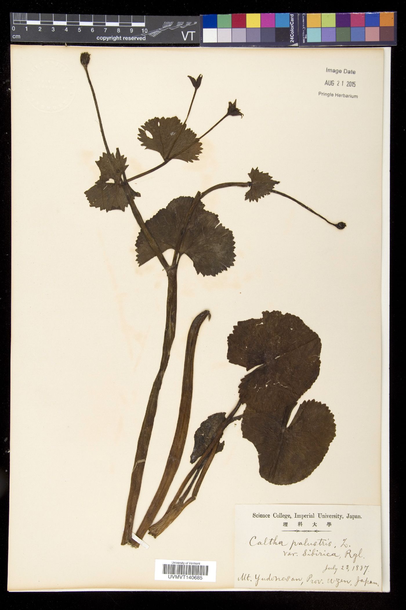 Caltha palustris var. sibirica image