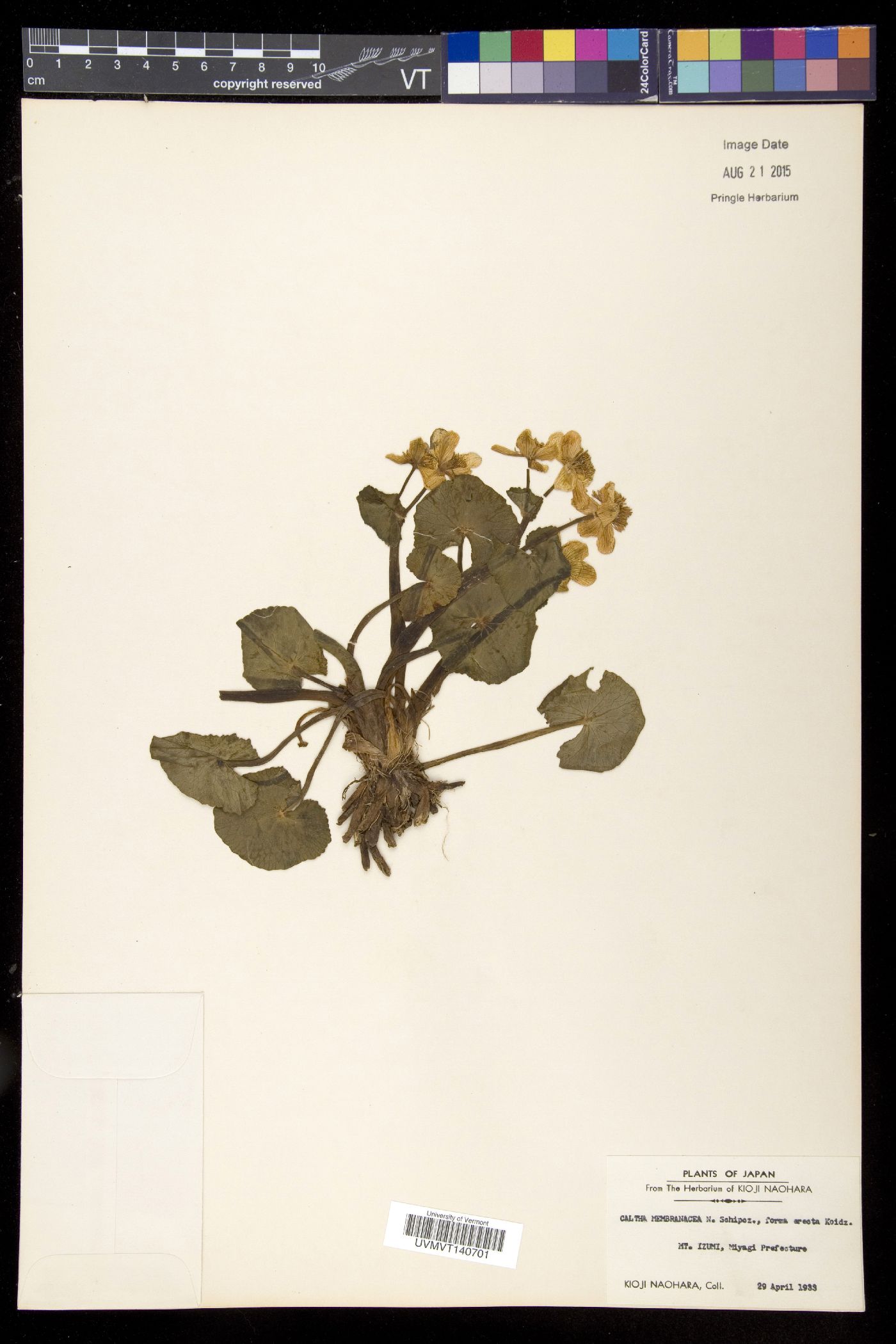 Caltha palustris var. membranacea image