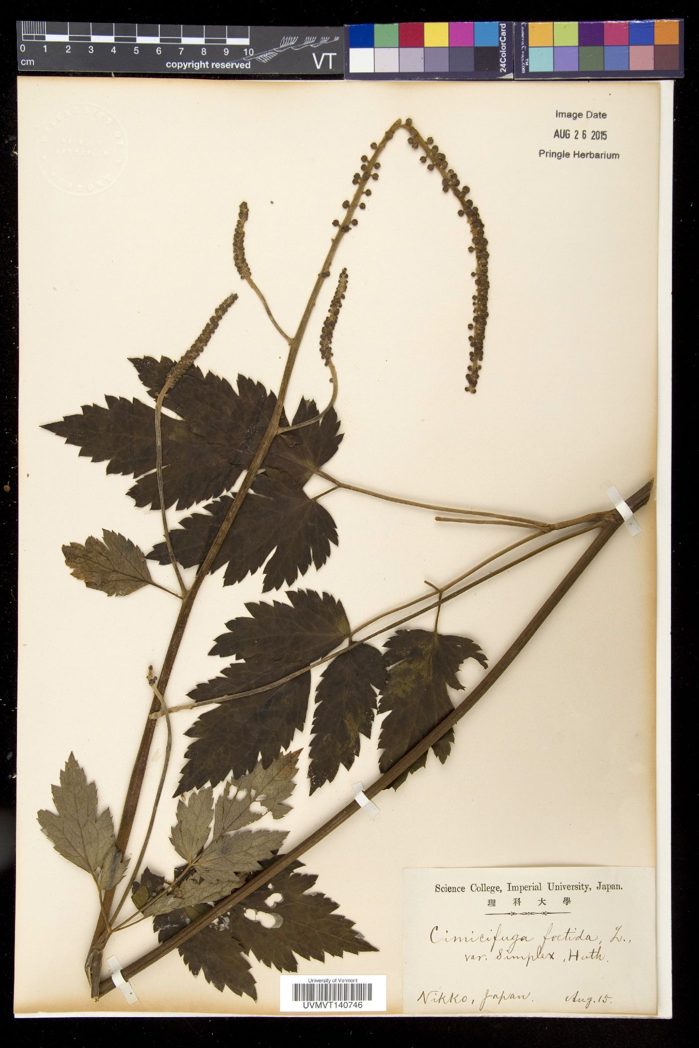 Actaea simplex image