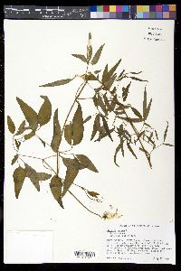 Clematis crispa image