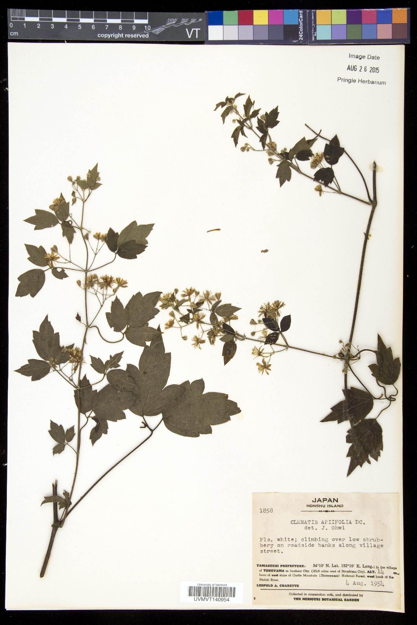 Clematis apiifolia image