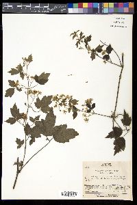 Clematis apiifolia image