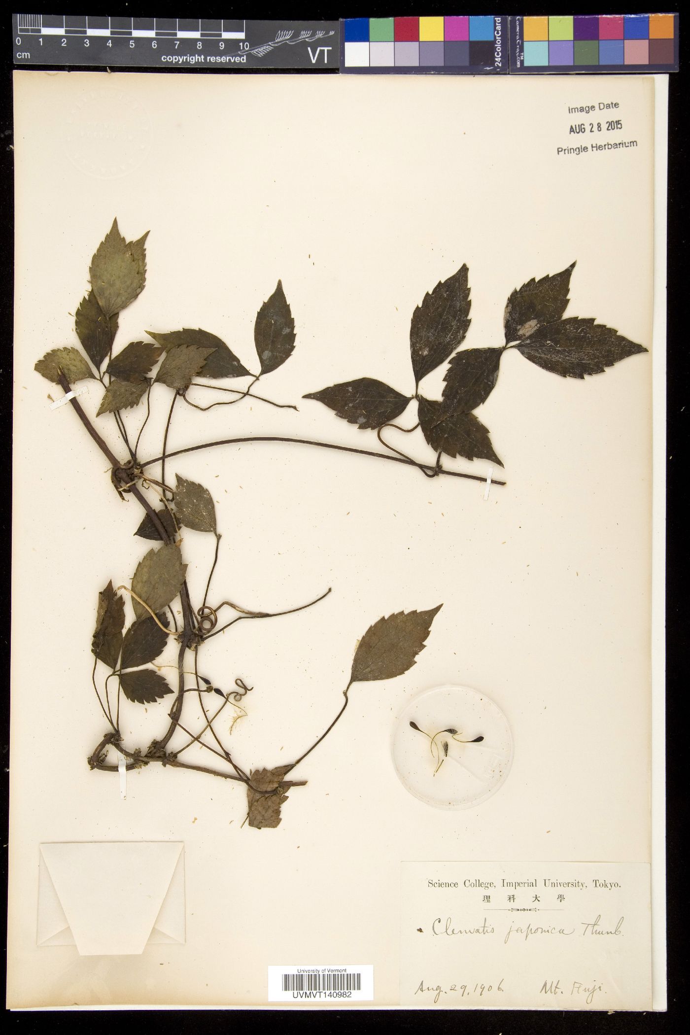Clematis japonica image