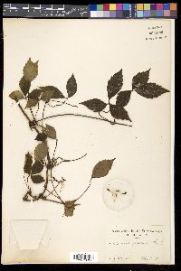 Clematis japonica image