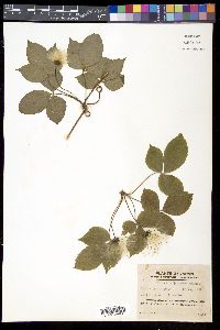 Clematis japonica image