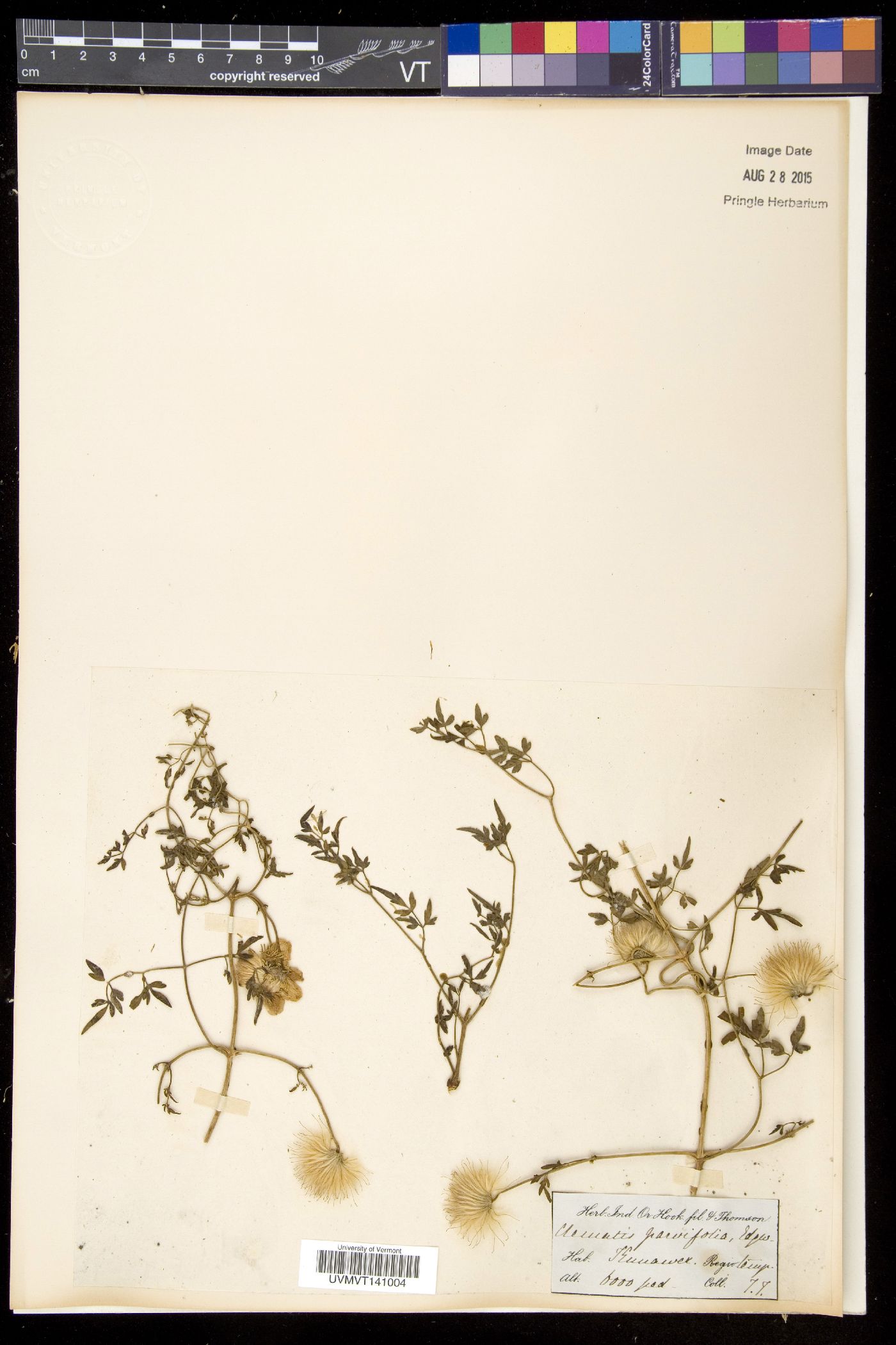 Clematis parvifolia image
