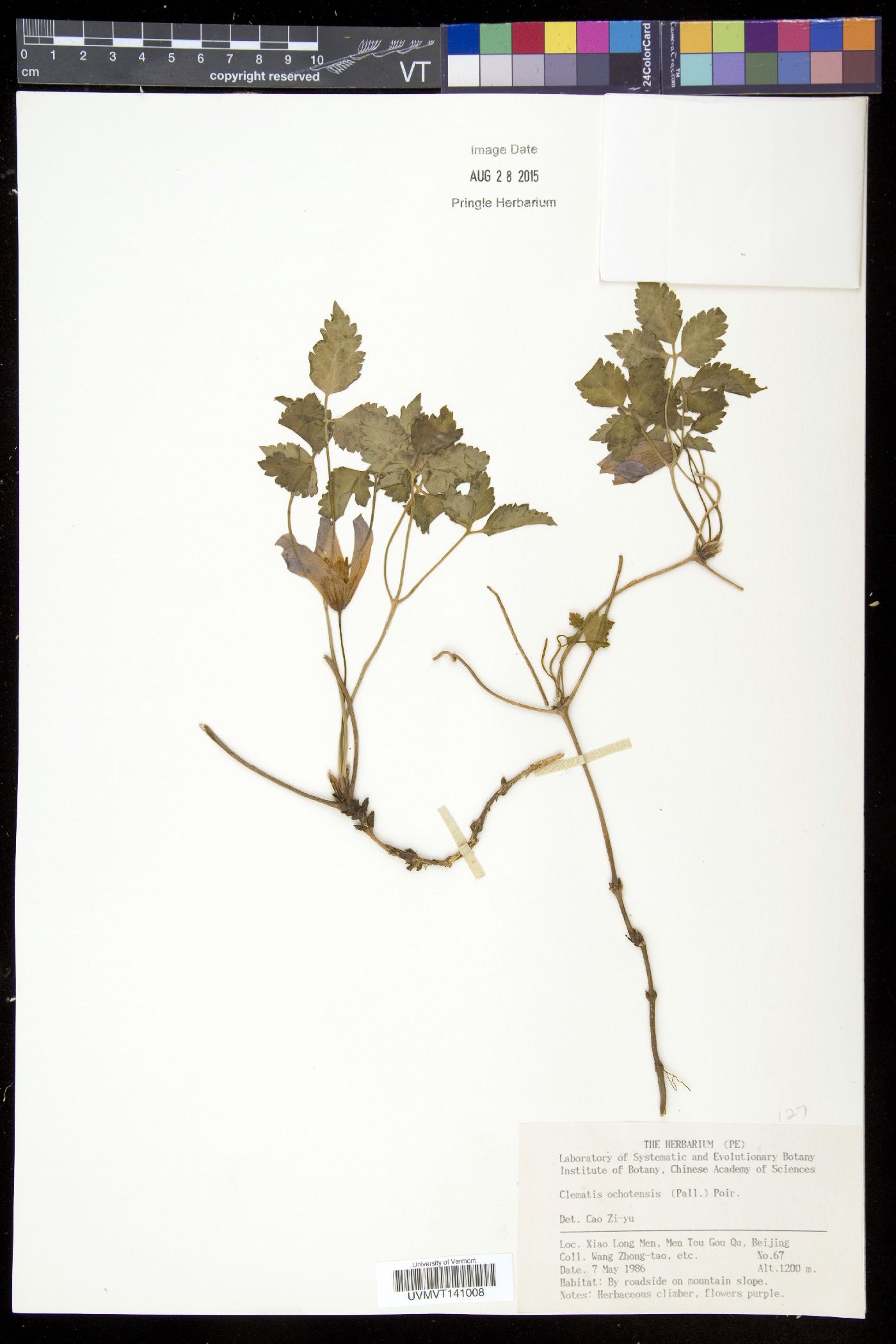 Clematis alpina var. ochotensis image