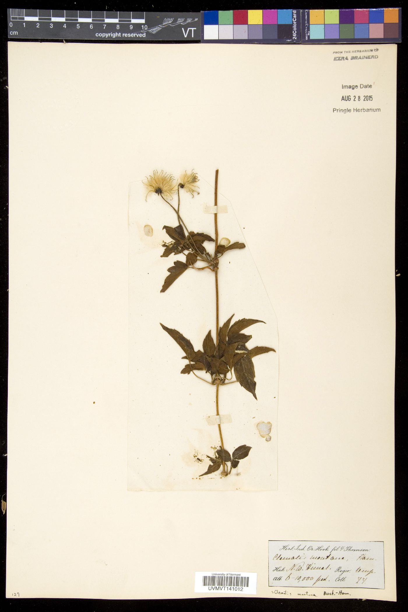 Clematis montana image