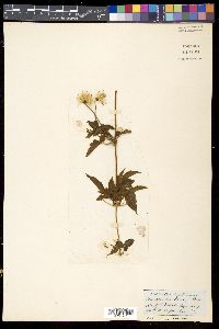 Image of Clematis montana