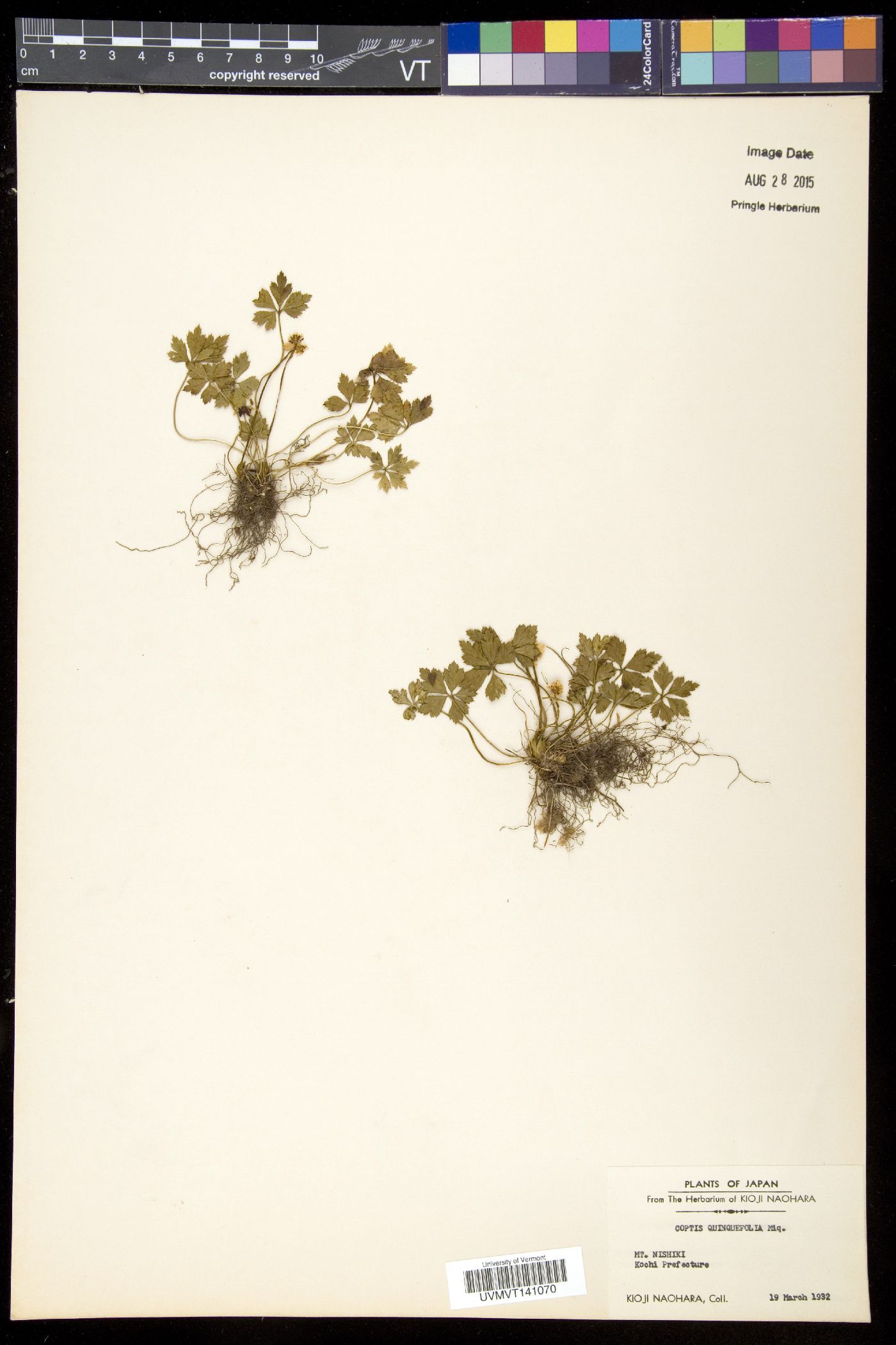 Coptis quinquefolia image