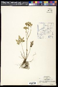 Coptis japonica image