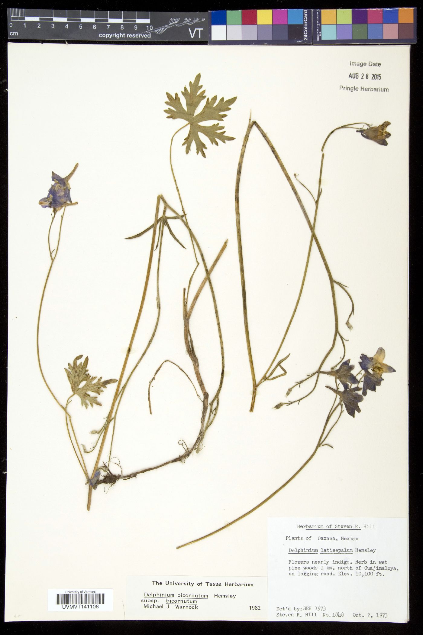 Delphinium bicornutum subsp. bicornutum image