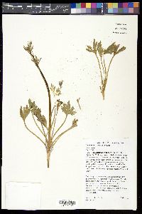 Delphinium parishii image