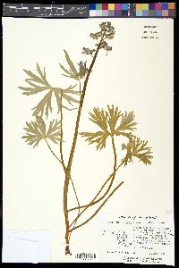 Delphinium tricorne image