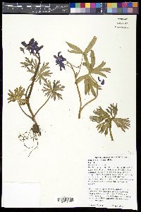 Delphinium tricorne image