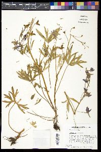 Delphinium tricorne image