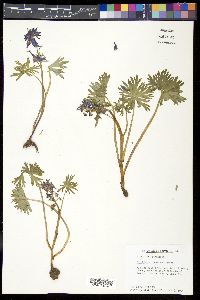 Delphinium tricorne image