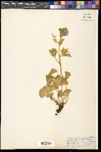 Image of Delphinium brunonianum