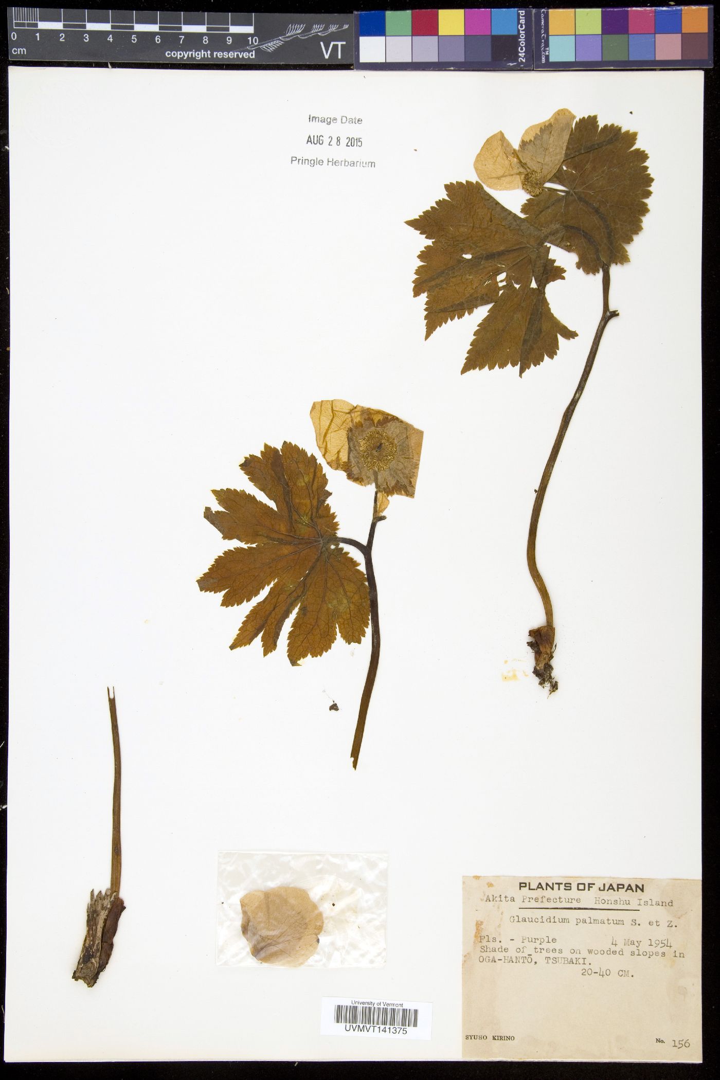 Glaucidium palmatum image