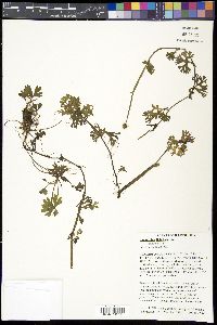 Ranunculus flabellaris image