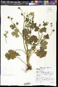 Ranunculus muricatus image