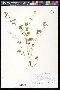 Ranunculus parviflorus image