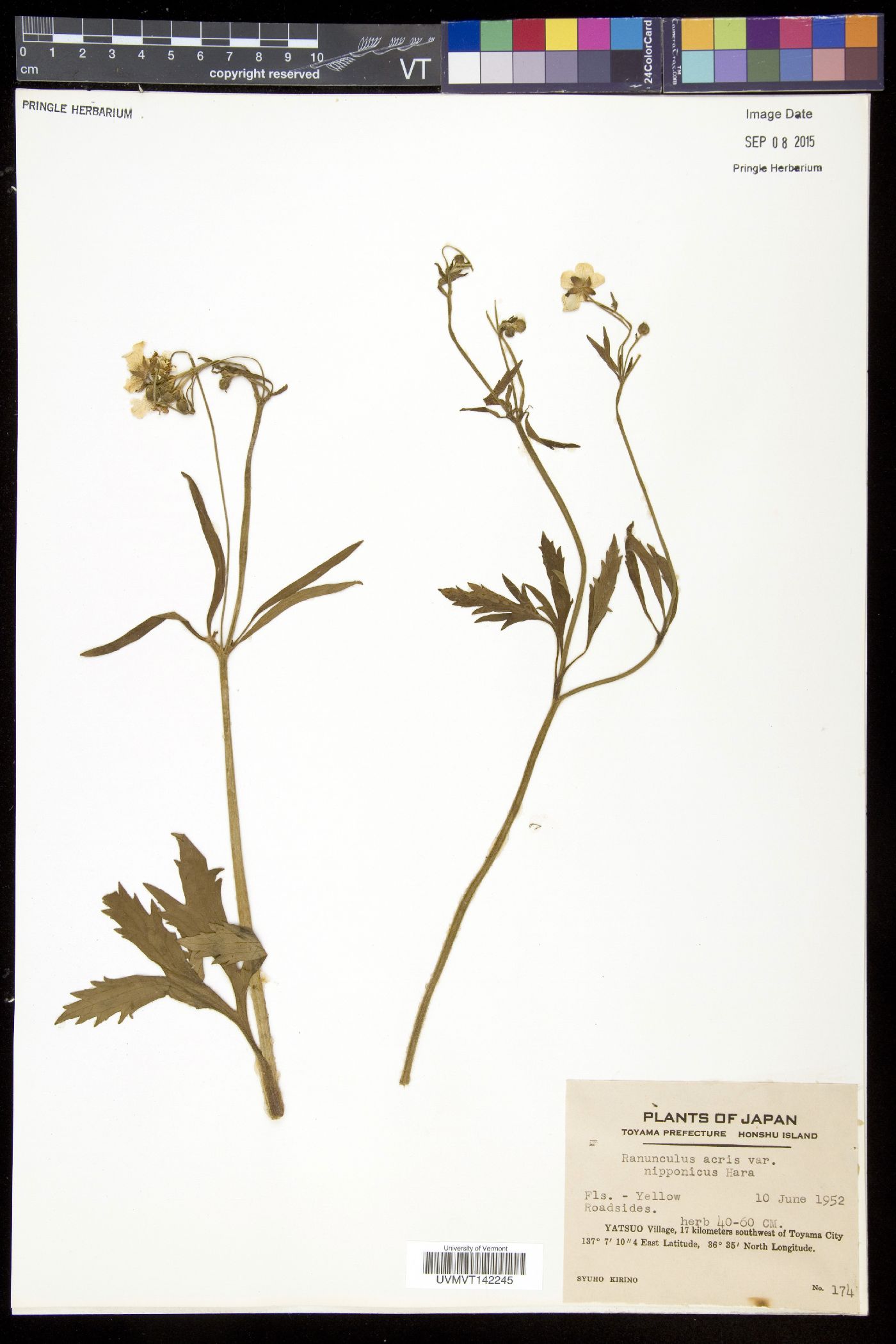 Ranunculus japonicus image