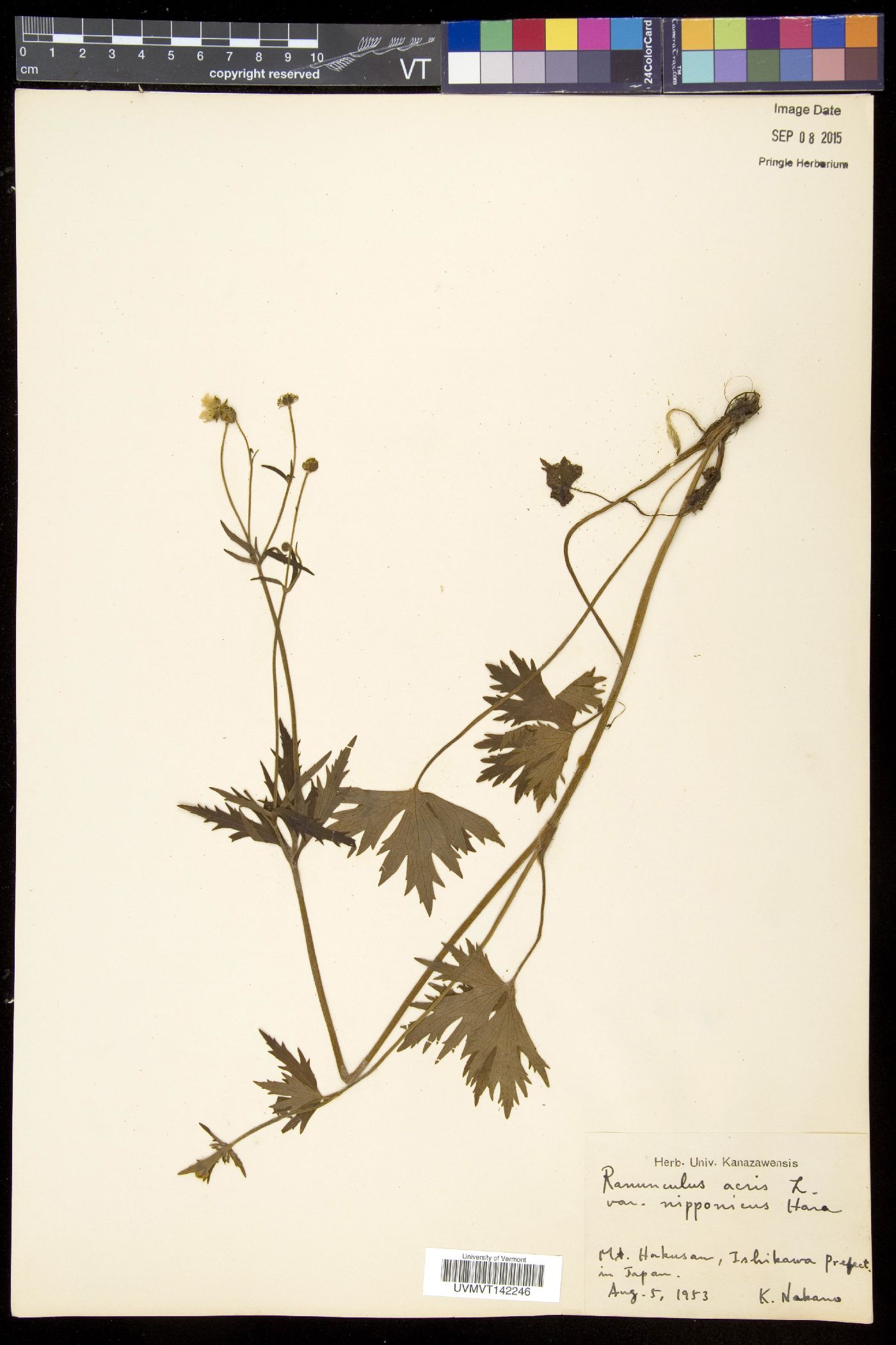 Ranunculus japonicus image