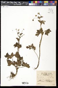 Ranunculus cantoniensis image