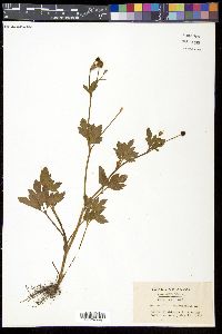 Ranunculus cantoniensis image