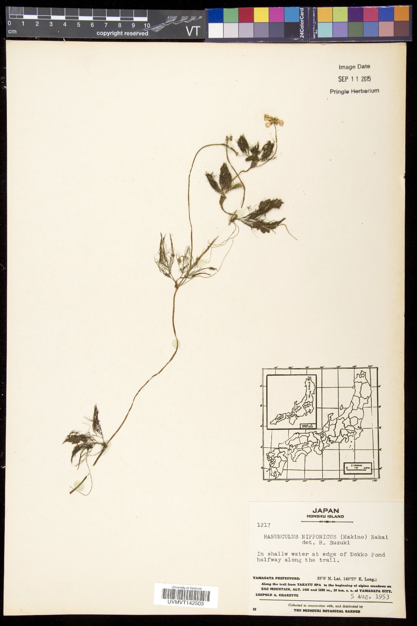 Ranunculus confervoides image