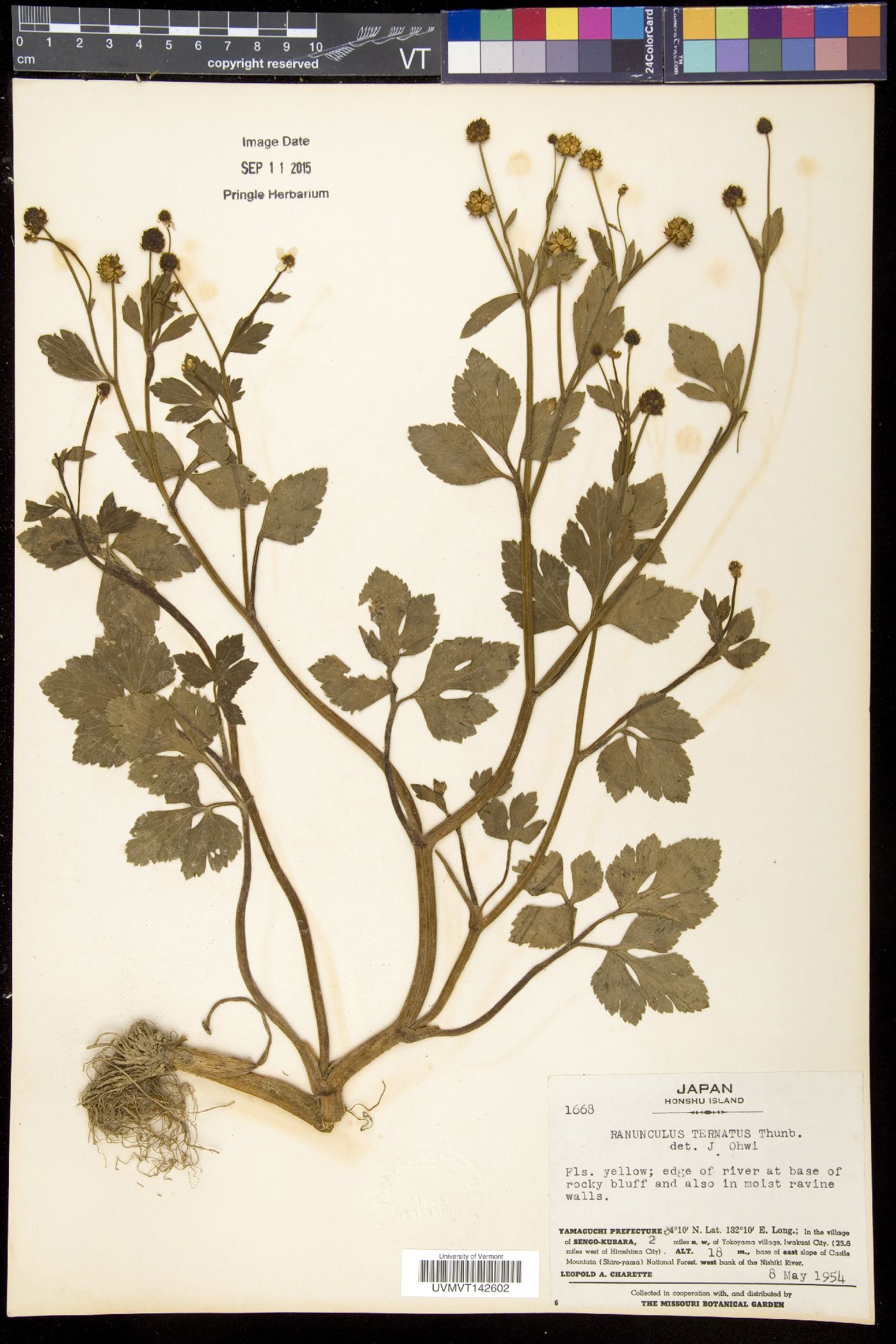 Ranunculus ternatus image