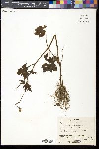 Ranunculus ternatus image