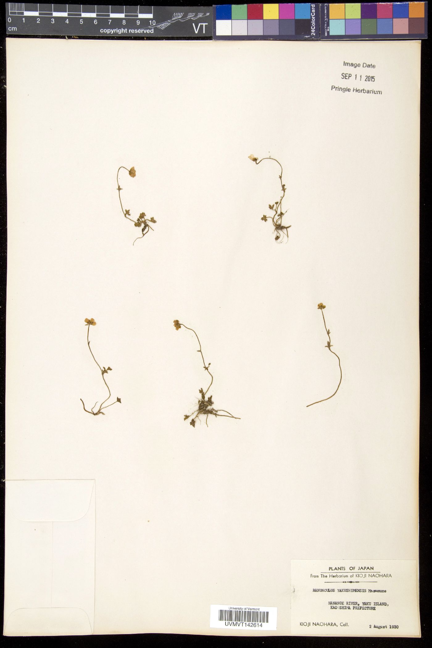 Ranunculus formosamontanus image