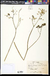 Thalictrum dioicum image