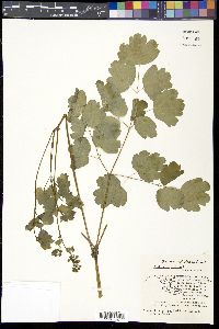 Thalictrum dioicum image