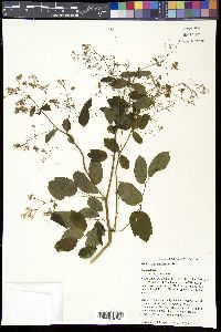 Thalictrum amphibolum image